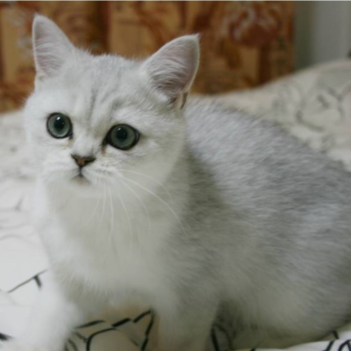 血统幼猫英短英国短毛猫稀有乳银色英短母猫