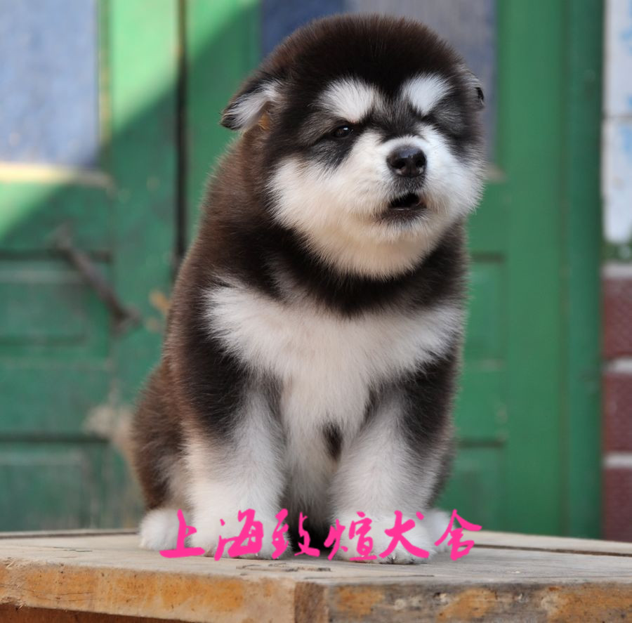 西伯利亚赛级巨型阿拉斯加/雪橇犬出售中宠物狗狗公母都有包健康+