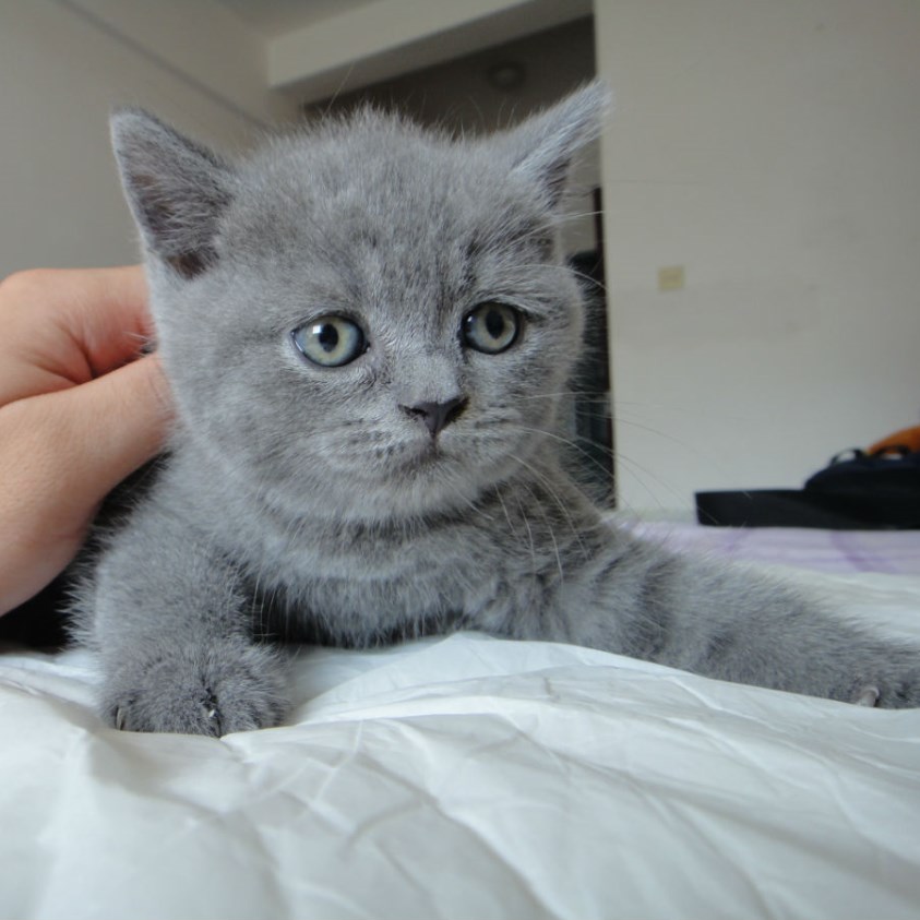 英国短毛猫英短蓝猫英短中的小精灵大脑袋版家养幼猫