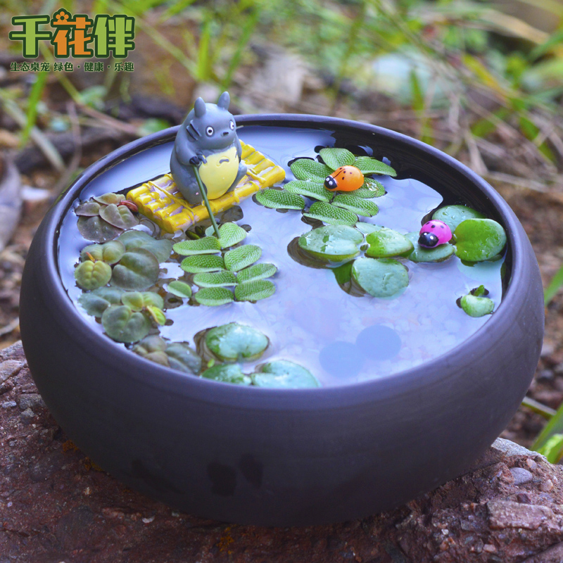 Marimo幸福海藻球苔藓微景观创意龙猫盆栽浮萍 水草缸植物生态瓶