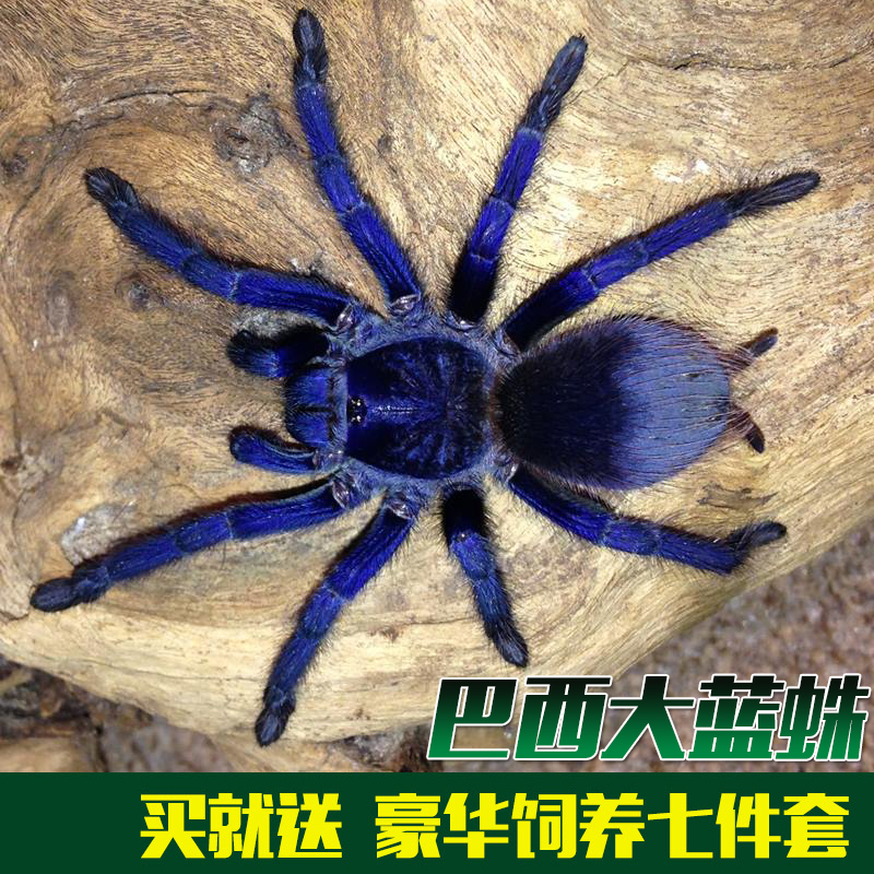 包邮 巴西大蓝蛛3c-4m 巴伊亚蓝宠物活体蜘蛛 蓝色经典捕鸟蜘蛛