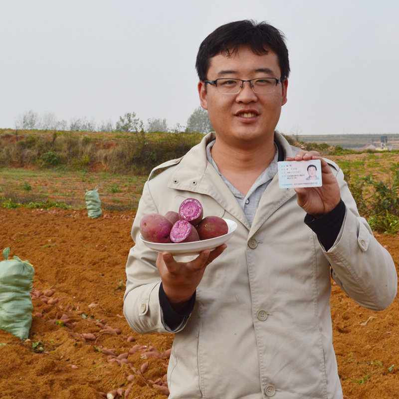 沂蒙山特产新鲜紫薯地瓜农家自种紫心地瓜紫番薯红薯满五斤包邮