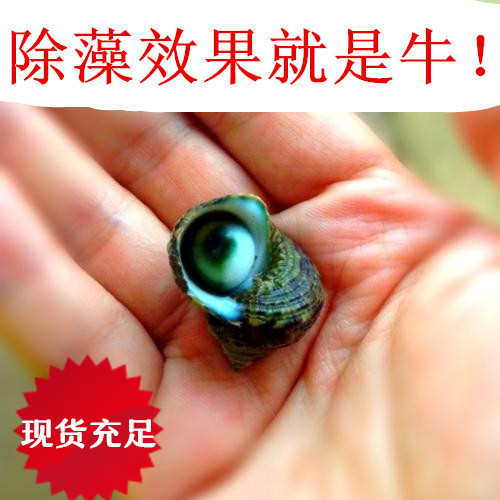 牛眼螺活体 海水鱼缸食藻螺 蝾螺 海缸除藻 20个包邮免包装观赏螺