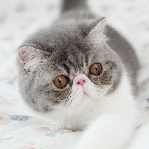 眼睛超大棕虎斑家白加菲猫异国短毛猫蓝乳色特圆的脸