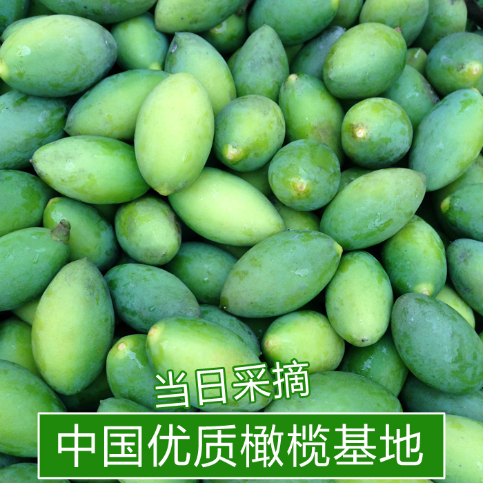 新鲜橄榄青果 中国优质青橄榄基地当日采摘宝宝水果5件包邮