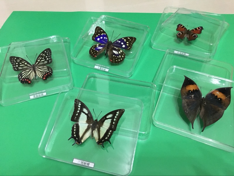 真蝴蝶标本 昆虫标本盒蝴蝶昆虫 标本盒 幼儿园学校教学教具摆件