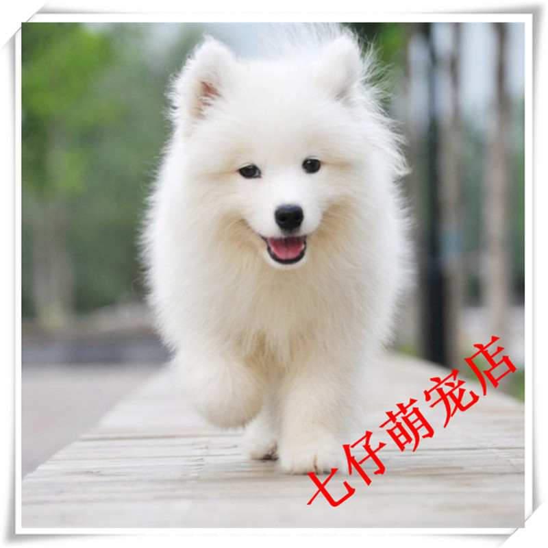 出售萨摩耶幼犬活体纯种 微笑天使萨摩耶 澳版熊版萨摩耶宠物狗狗