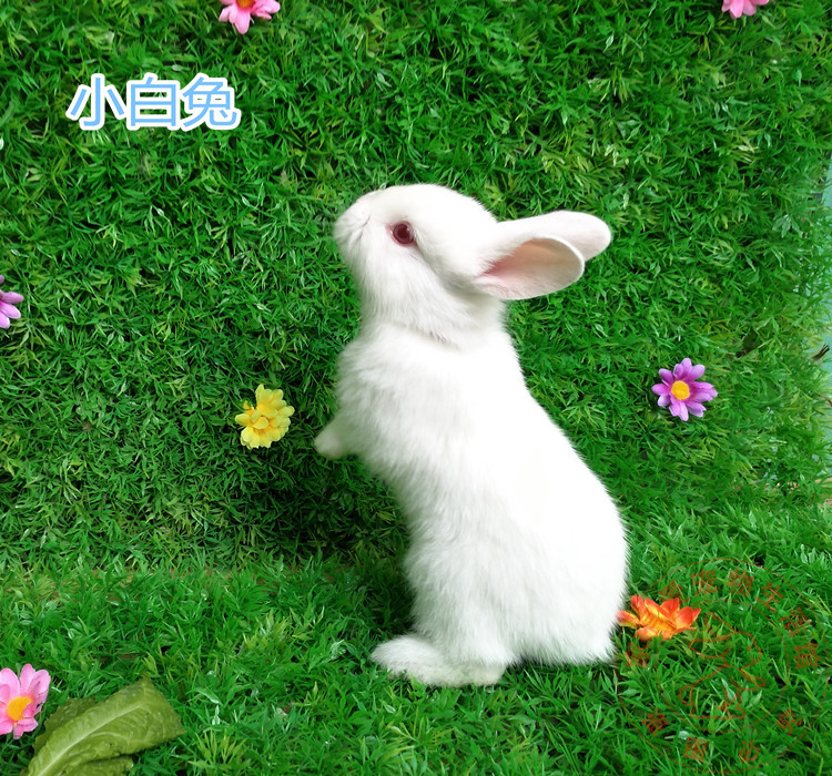 宠物兔兔宝宝包活包运输风险 已打疫苗宠物小白兔子活体 普通白兔