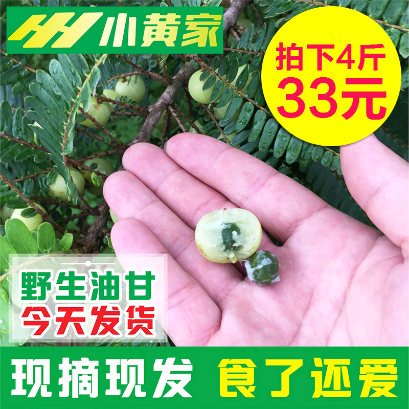 【限量】新鲜余甘子野生油甘果 孕妇宝宝酸性水果潮汕土特产450G