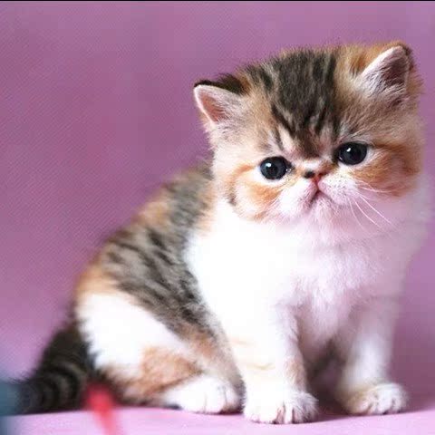 幼猫赛级注册赛级加菲猫红白梵文异国短毛猫高品质