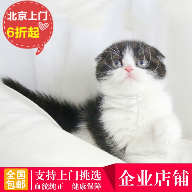 高赛级纯种加菲猫宠物美国CFA异国短毛猫活体白母猫灰斑幼猫