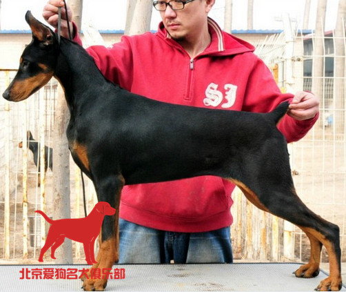 北京出售赛级双血统杜宾犬看家护院首选保证健康疫苗齐全可送货34