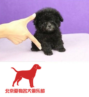 韩国精品茶杯体泰迪犬玩具体微小体红色灰色咖啡色健康可送货20