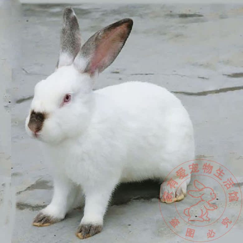 8点黑兔子活体成长系肉兔 大型新西兰兔子可长10几斤大白兔小白兔