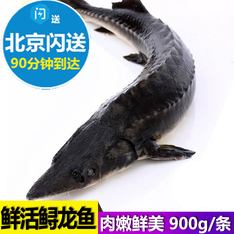鲜活鲟鱼 鲜活鲟龙鱼 生猛鲜活海鲜水产900g一条 北京可闪送