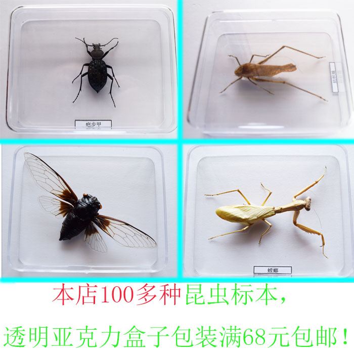 真昆虫标本 透明标本盒包装 100多种真昆虫 标本盒 幼儿园学校教