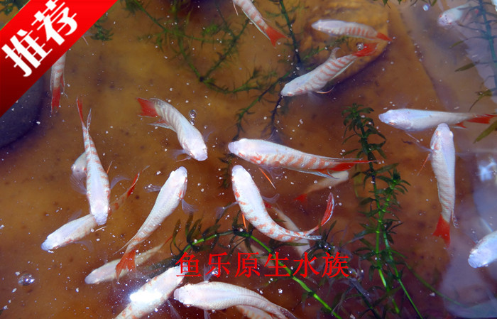 中国斗鱼白化斗鱼玉兔白兔活体鱼免泡沫包装部分地区包邮