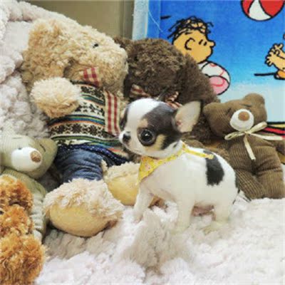 5吉娃娃幼犬出售纯种/纯种吉娃娃幼犬/吉娃娃幼犬纯种/吉娃娃幼犬