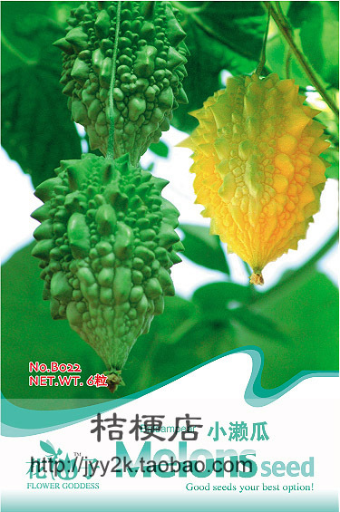 小濑瓜种子 金铃子 赖葡萄 可做蔬菜 可烹饪可生食 蔬果种子