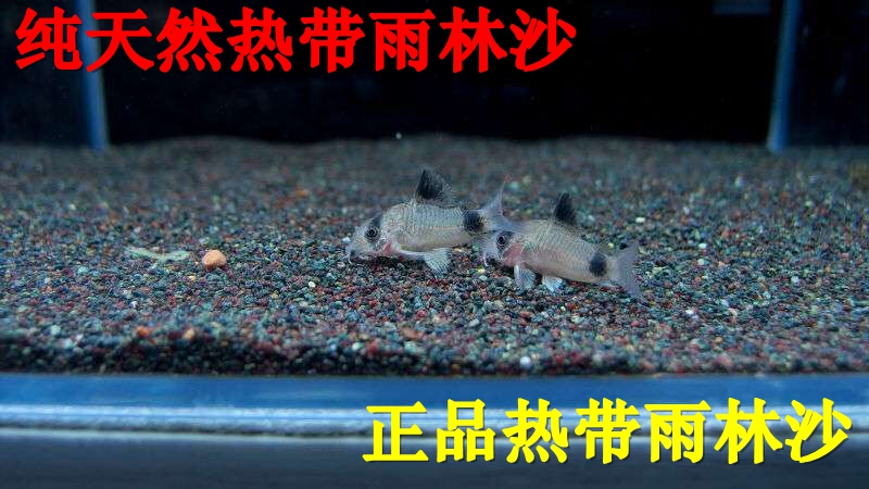 纯天然鼠沙台湾热带雨林沙鼠沙底沙促进鼠鱼专用促发色包邮