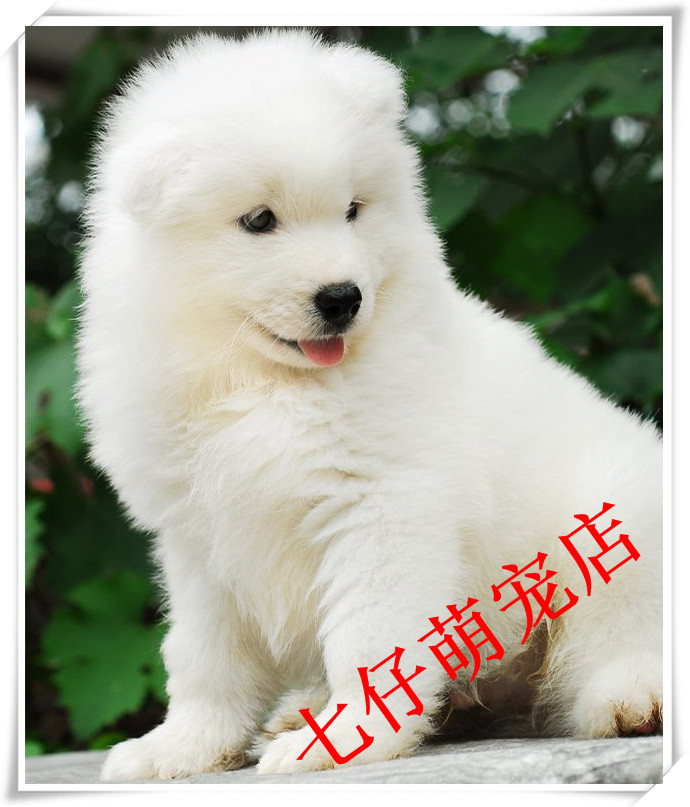 出售纯种萨摩耶微笑天使萨摩耶雪橇犬幼犬赛级中型宠物狗狗家庭犬