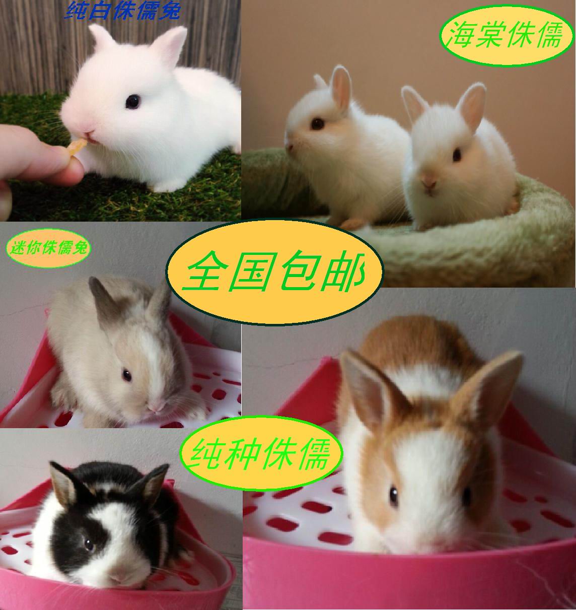 新疆侏儒兔子活体兔宝宝包邮宠物兔子活体凤眼西施兔海棠兔侏儒兔