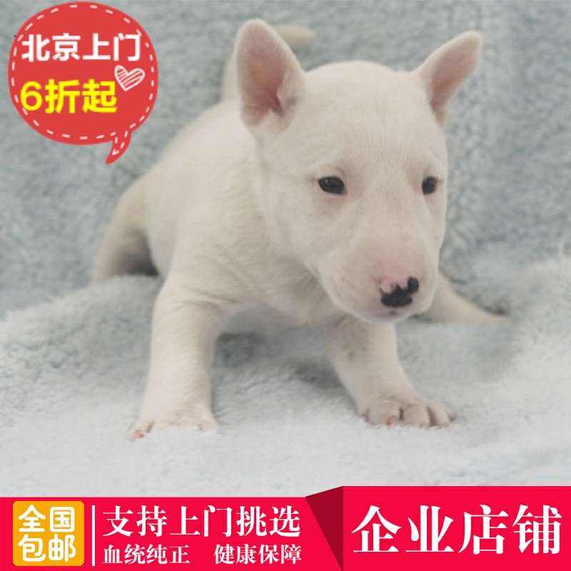 北京出售牛头梗纯种幼犬精品引进血统萌宠物狗狗家养小狗可上门选
