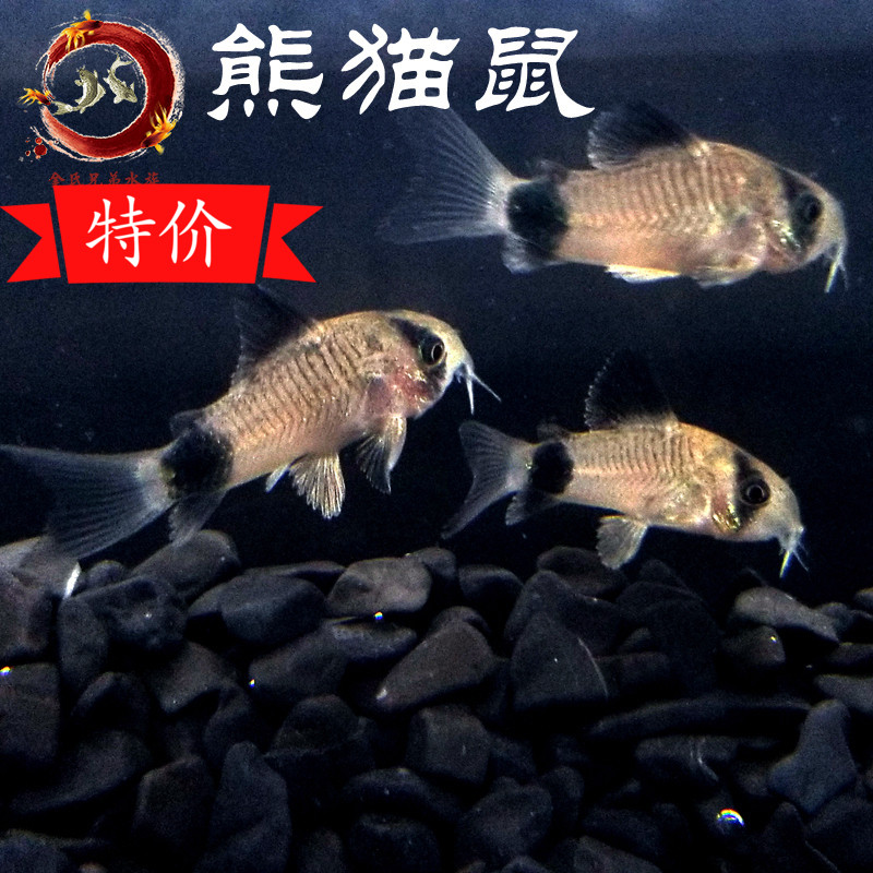 鼠鱼 活体集锦 清道夫热带鱼熊猫鼠金苔鼠花椒鼠白鼠咖啡鼠花椒鼠