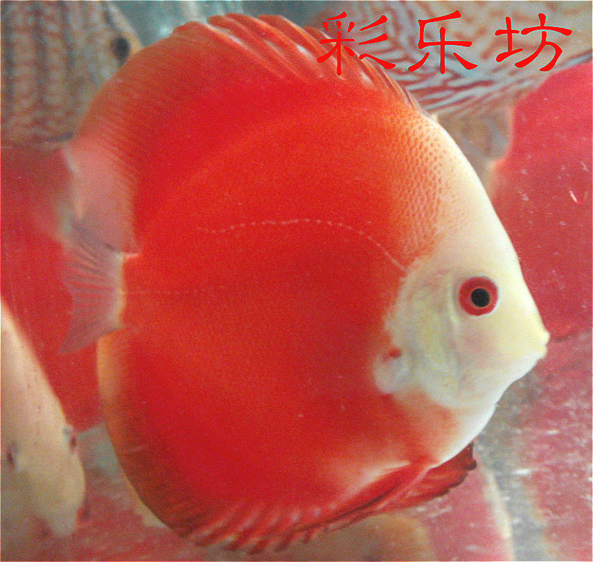 2-10公分红富士 红妃 红盖子 七彩神仙鱼活体鱼苗 渔场实拍 直销