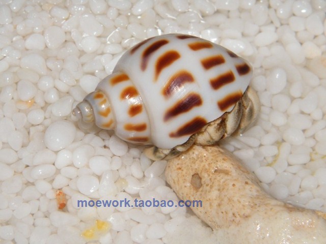 贝壳 卷贝用 坦虎贝壳 寄居蟹用壳 替换壳 装饰壳 女巫骨螺鱼窝