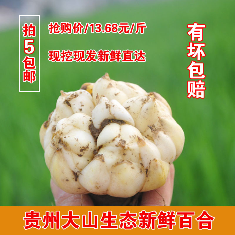 贵州百合新鲜蔬菜 农家自产散装食用 现挖米百合 500g装 5份包邮