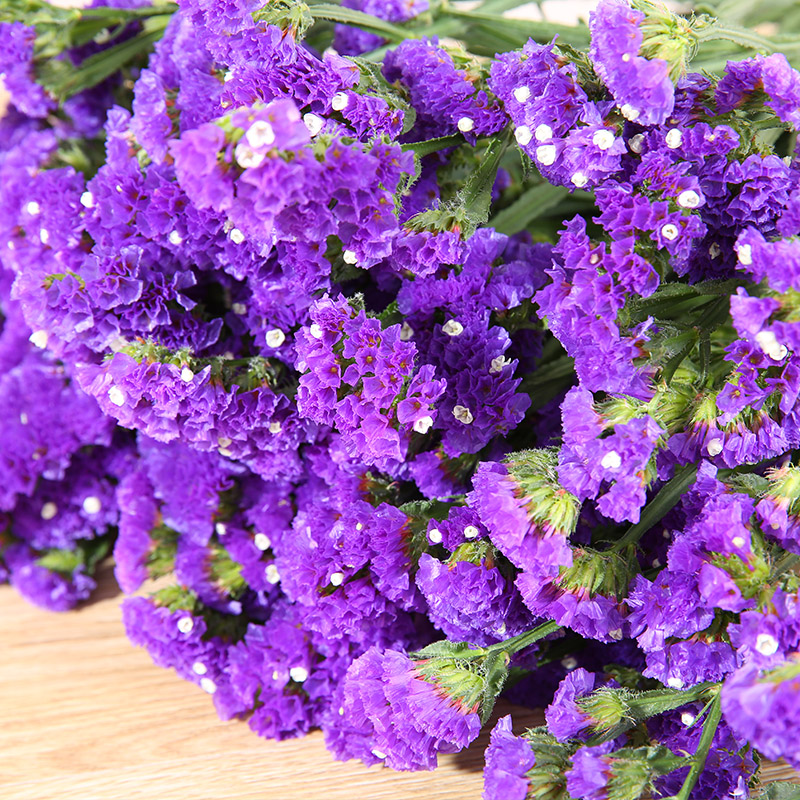 【紫色勿忘我】勿忘我勿忘草阳台庭院观赏香草花卉植物盆栽