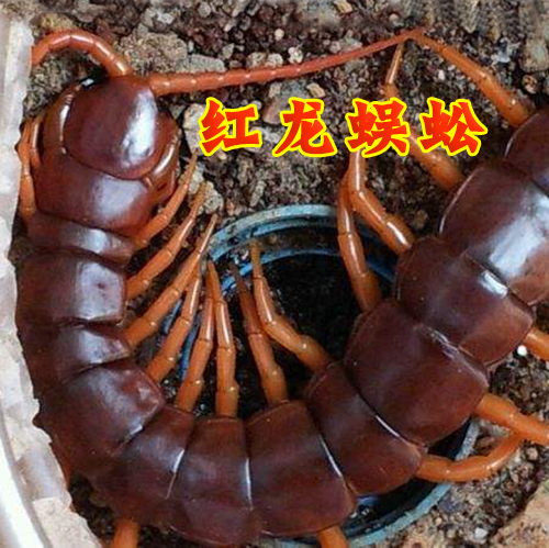 包邮纯种泰国红龙蜈蚣活体爬虫另类宠物蜈蚣包风险送饲养套装