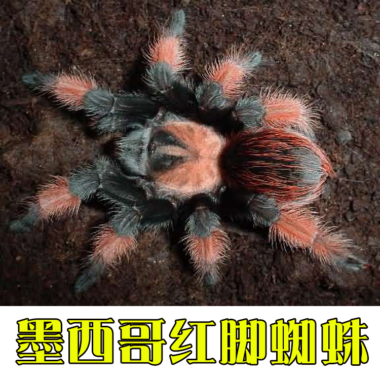 包邮墨西哥红脚蜘蛛捕鸟蛛2.5cm送饲养套装手册活体宠物蜘蛛