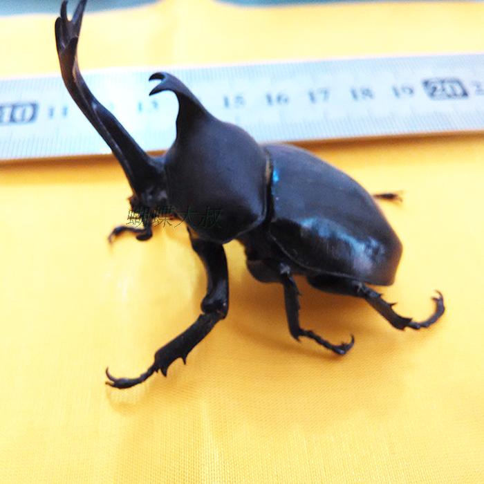 大个体独角仙标本 未整姿昆虫标本 学校教学教具 蒸汽甲虫材料