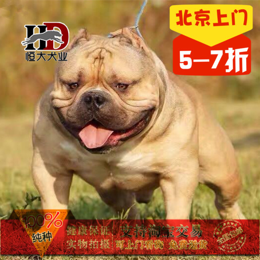 美国恶霸犬口袋微体纯种活体宠物狗北京犬舍出售比特犬杜高犬狗狗