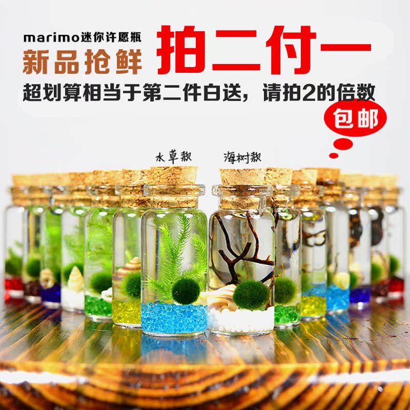 【千花伴】幸福海藻球微景观生态瓶水草植物正品日本绿球藻marimo