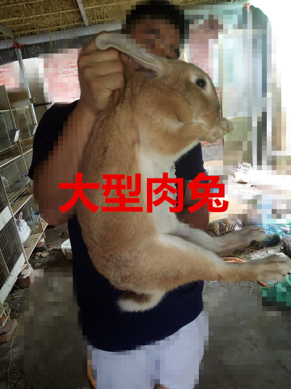 出售新西兰肉兔幼崽成年肉兔小白兔公主兔熊猫兔宠物兔活体