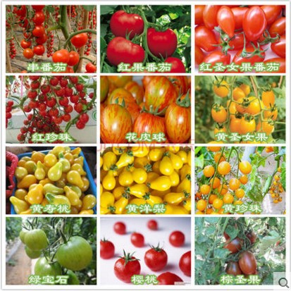 蔬菜 樱桃番茄水果西红柿红黄紫圣果种子阳台盆栽水果50粒分装