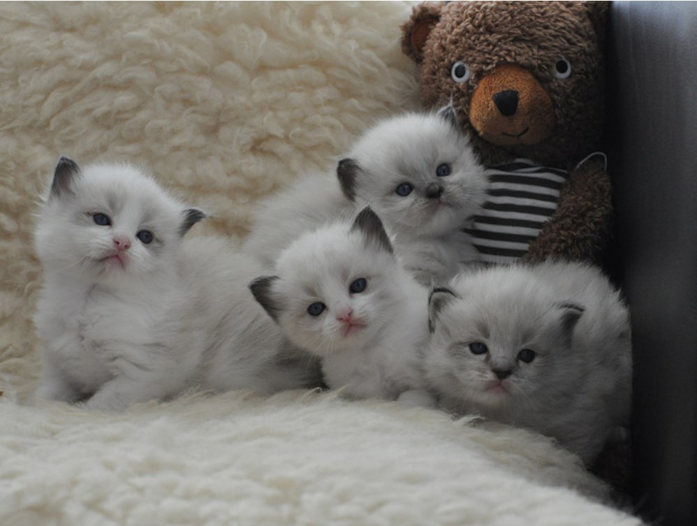纯种蓝白双色布偶猫宠物猫家养猫咪幼猫接受预定公母有