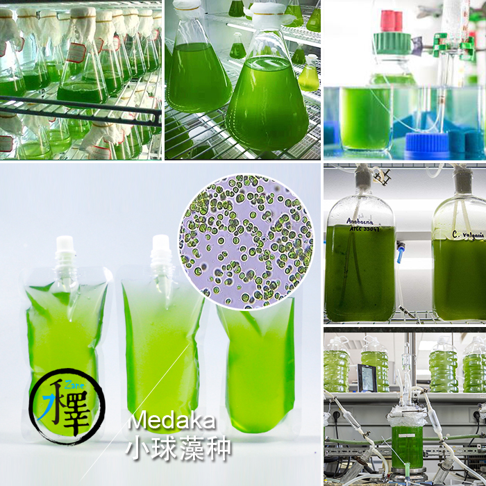 小球藻藻种 小球藻 绿水 250ml 绿水藻源 淡水绿藻扩培快