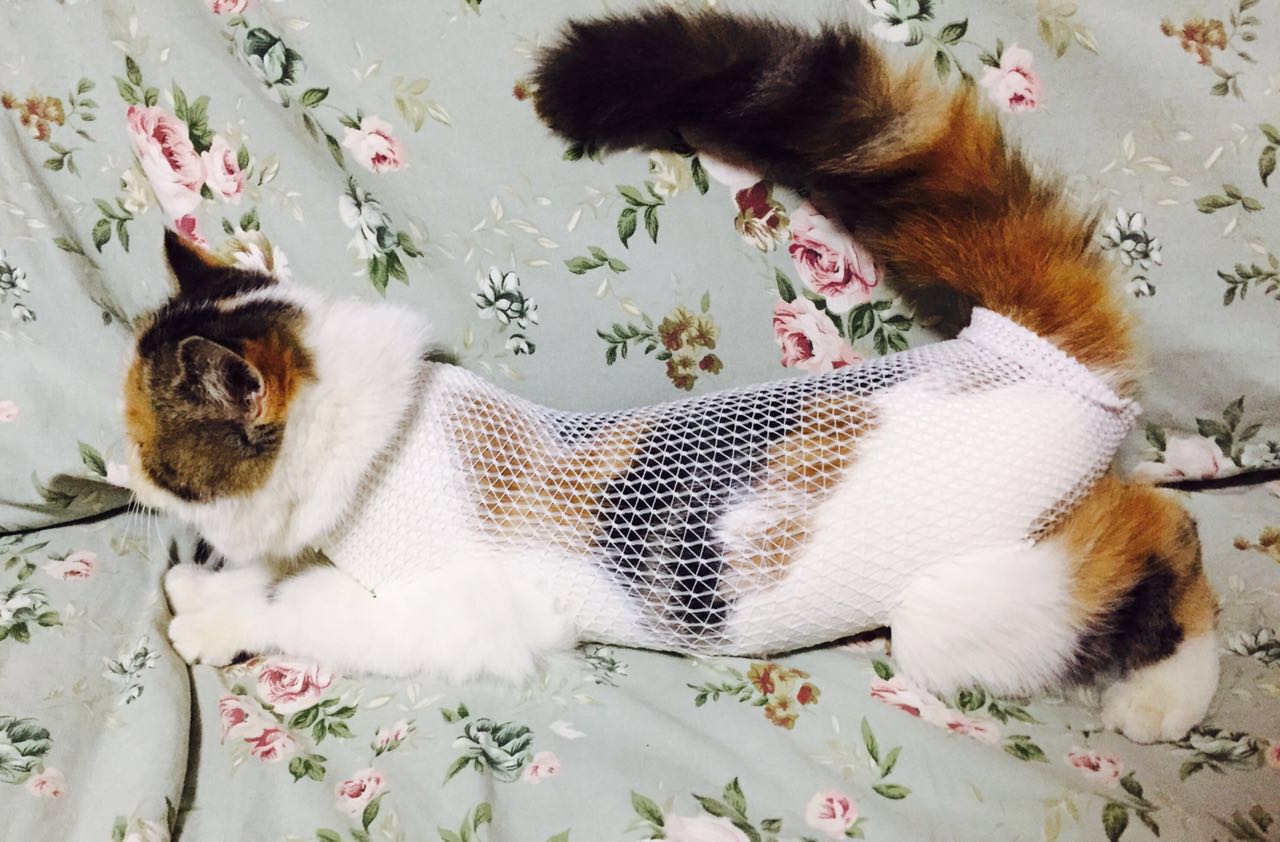 宠物猫狗专用手术衣绝育服手术绷带纱布固定弹力网状绷带术后护理