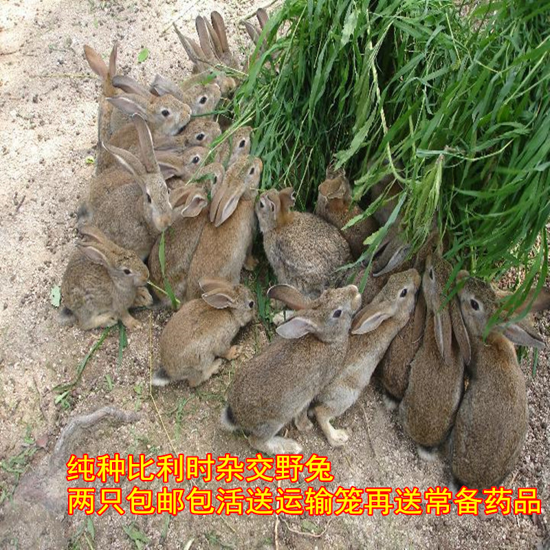 野兔活体野生散养兔子杂交肉兔苗比利时兔子两只包邮长10斤左右