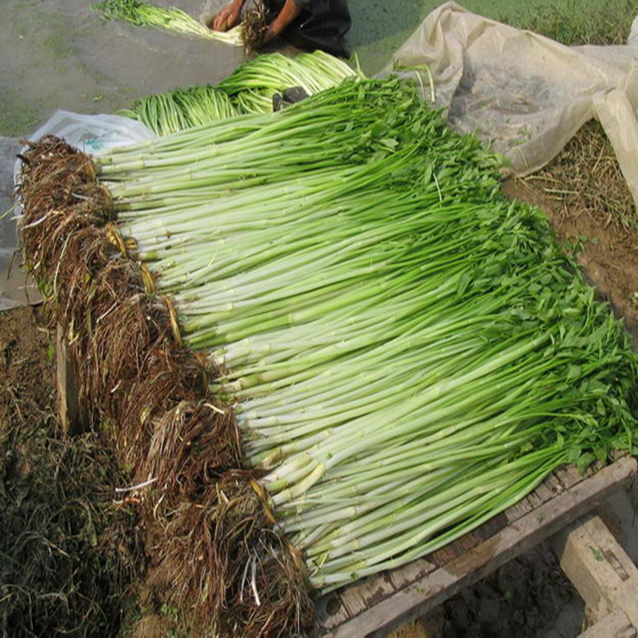 农家自种新鲜蔬菜野水芹菜 小叶水芹菜 芽芹菜500g(净菜)5斤包邮