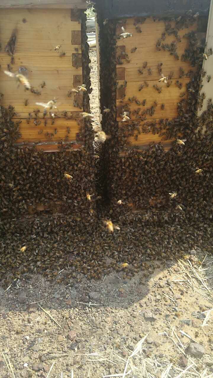 意蜂蜂群 意蜂包邮 意蜂王 意蜂笼蜂 蜜蜂放蛰 艾条 蜜蜂活体包邮