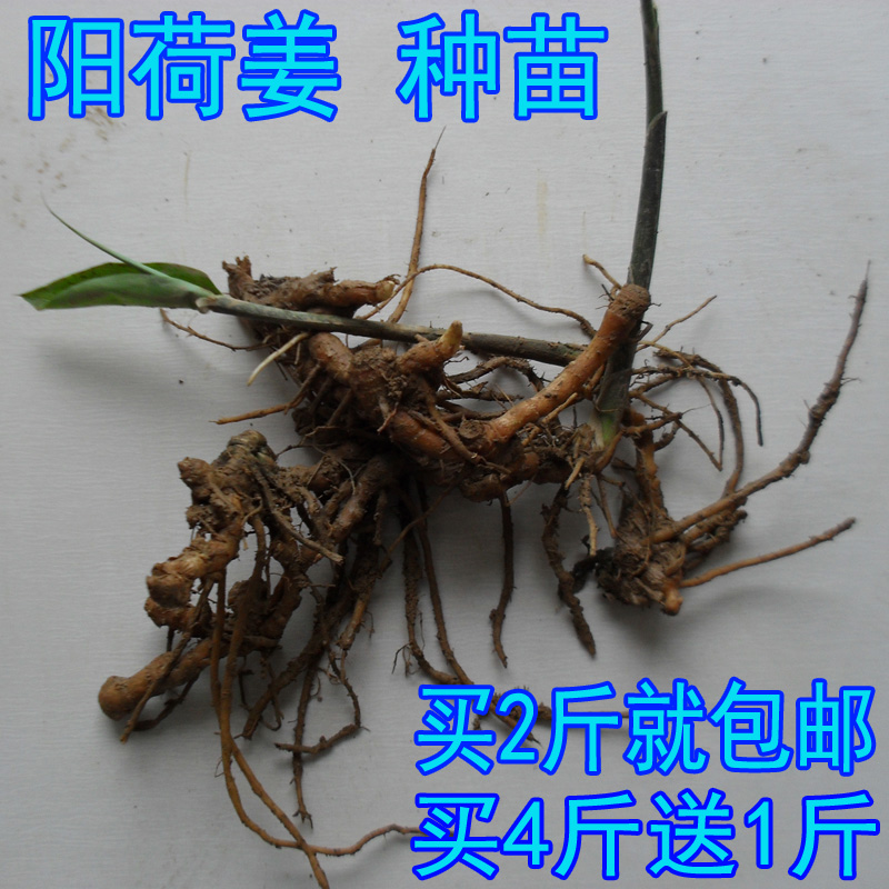阳荷姜 洋荷姜 种苗 种根 野生阳藿 洋火姜 新鲜种子500g包邮茗荷