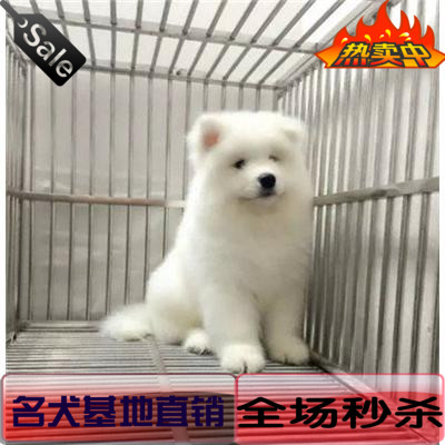 出售赛级澳版纯种萨摩耶幼犬雪橇犬白色微笑天使中型犬宠物狗358