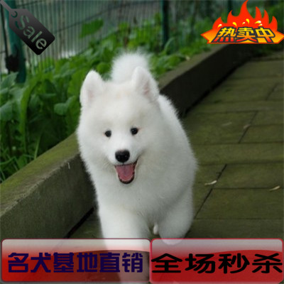 出售赛级澳版纯种萨摩耶幼犬雪橇犬白色微笑天使中型犬宠物狗622