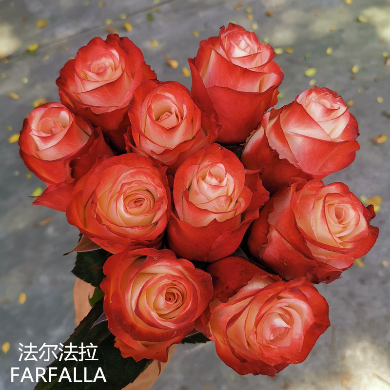 肯尼亚进口花材FARFALLA法尔法拉玫瑰花家庭用花新品上市特价抢购