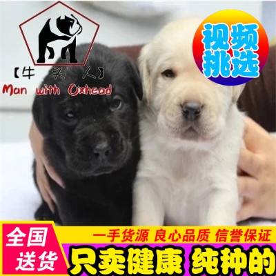 广州纯种拉布拉多犬幼犬导盲犬 赛级品质 神犬小七活体宠物狗狗fv